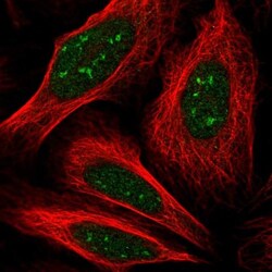 KIAA1841 Antibody, Novus Biologicals:Antibodies:Primary Antibodies